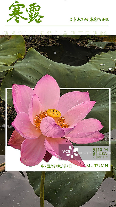 寒露节气海报图片素材