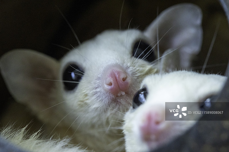 蜜袋鼯特写图片素材