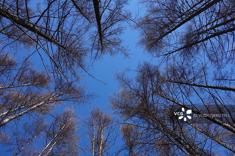 陕西省安康市宁陕县秦岭平河梁国家森林公园图片素材