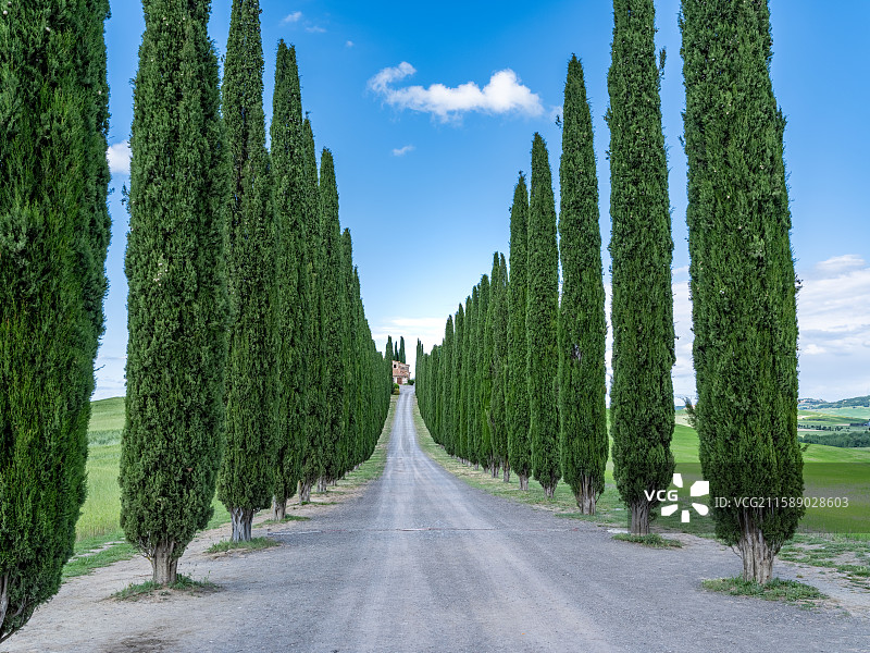 意大利托斯卡纳丝柏树麦田草场小耳朵教堂图片素材