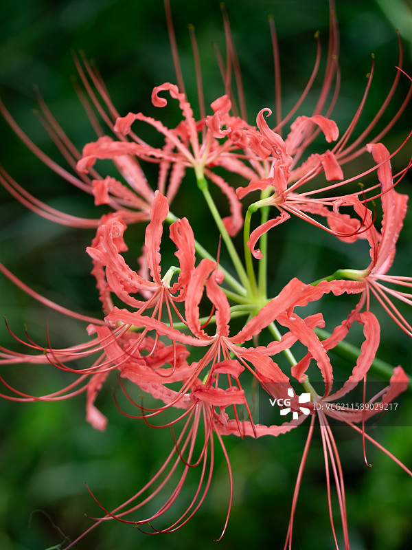成都青龙湖湿地公园内彼岸花悄然绽放 成秋日浪漫新景 又称曼珠沙华 石蒜 老鸦蒜 龙爪花 两生花图片素材