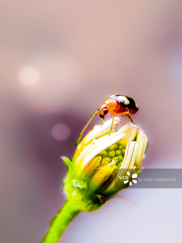 小甲虫的童话系列 4图片素材