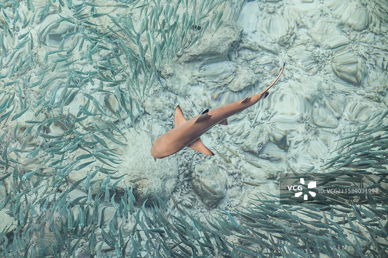 马来西亚浪中岛的小鲨鱼与沙丁鱼图片素材