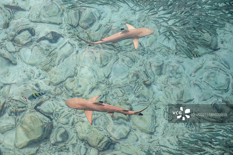 马来西亚浪中岛的小鲨鱼与沙丁鱼图片素材