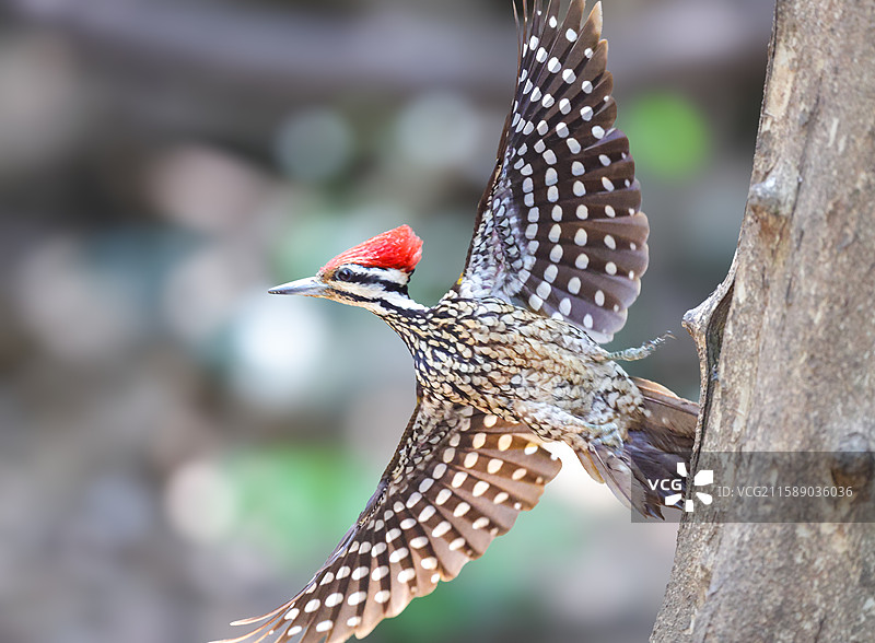 金背三趾啄木鸟图片素材
