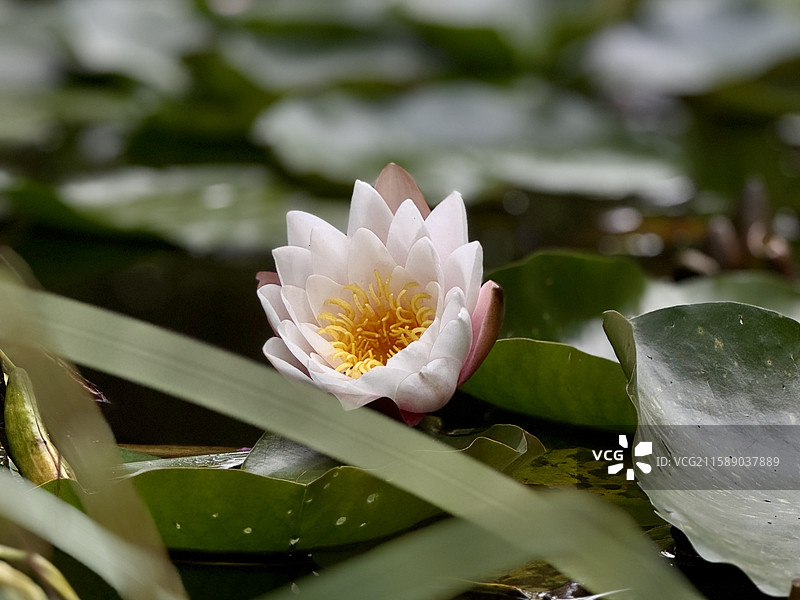 静水莲心图片素材
