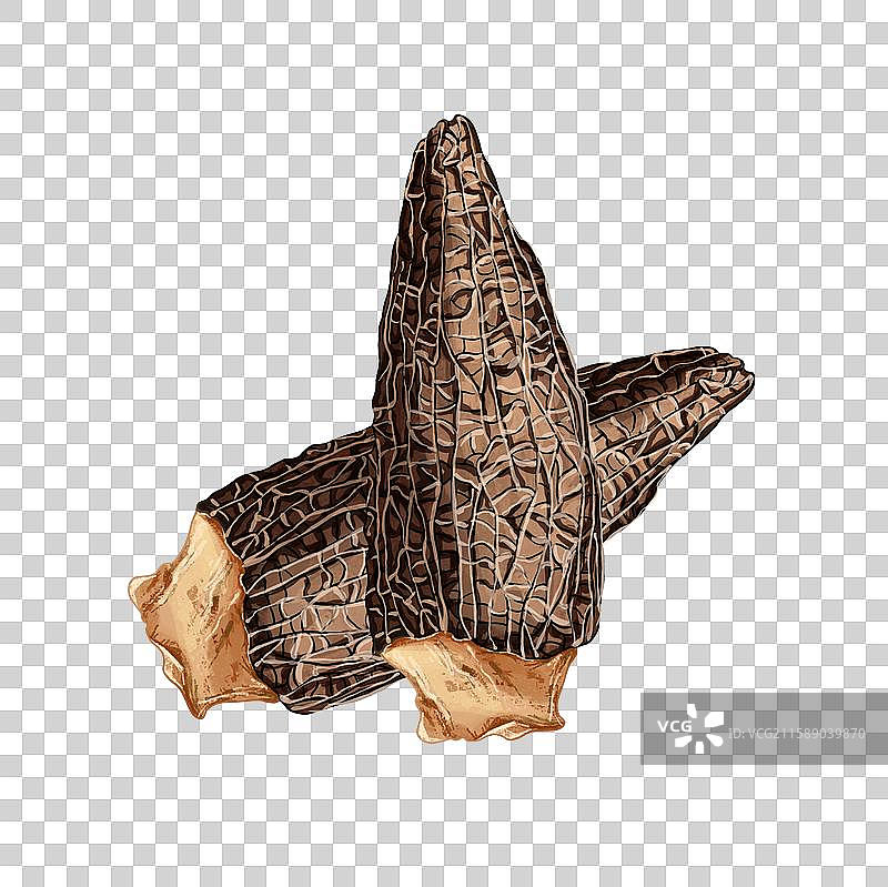 羊肚菌插画免扣元素图片素材