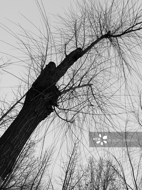 黑白低视角拍干枯的秃树枝。玉兰花花骨朵花苞辛夷。城市住宅建筑。树根树坑图片素材