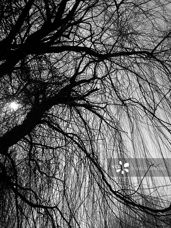 黑白低视角拍干枯的秃树枝。玉兰花花骨朵花苞辛夷。城市住宅建筑。树根树坑图片素材