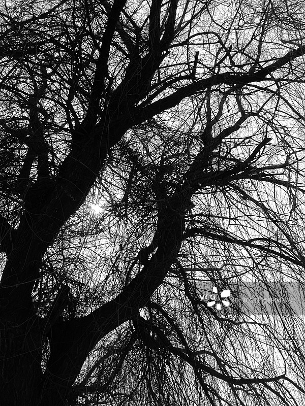 黑白低视角拍干枯的秃树枝。玉兰花花骨朵花苞辛夷。城市住宅建筑。树根树坑图片素材