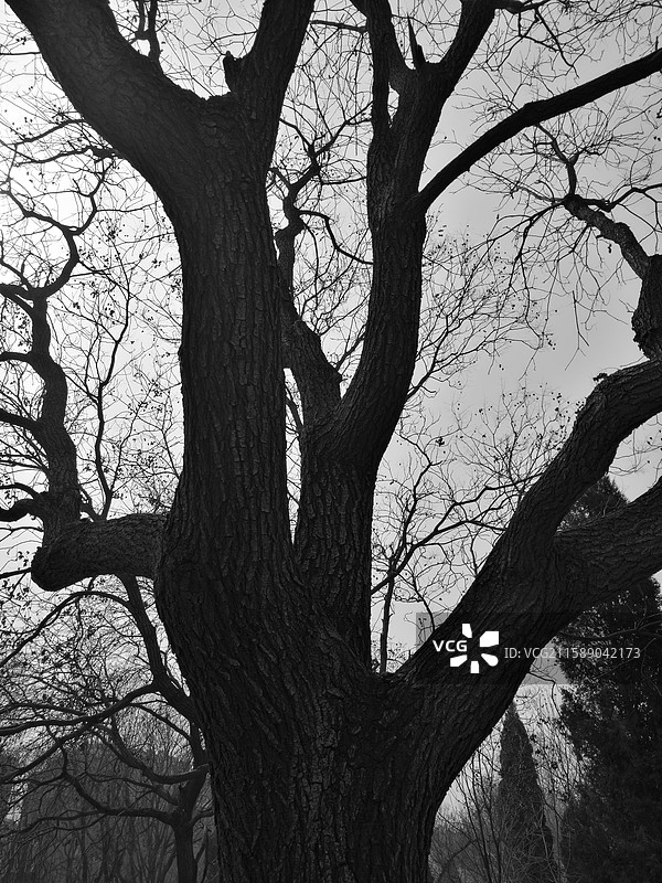 黑白低视角拍干枯的秃树枝。玉兰花花骨朵花苞辛夷。城市住宅建筑。树根树坑图片素材