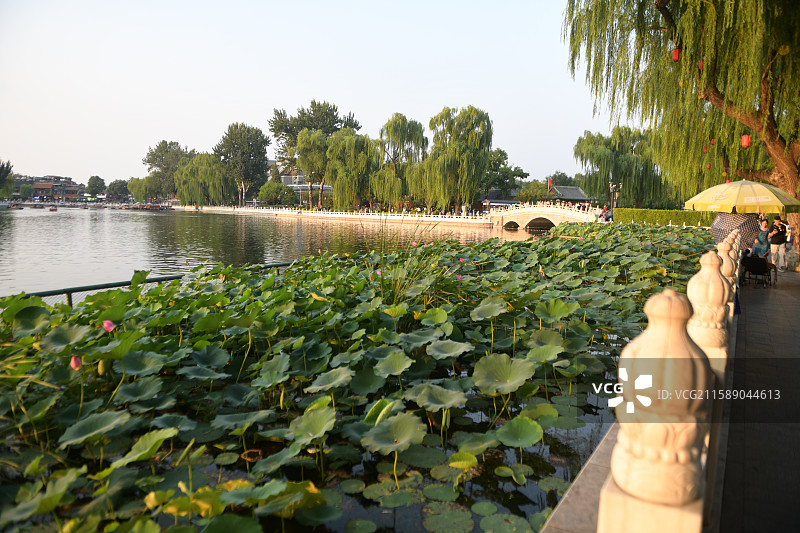 北京什刹海前海金锭桥荷花图片素材