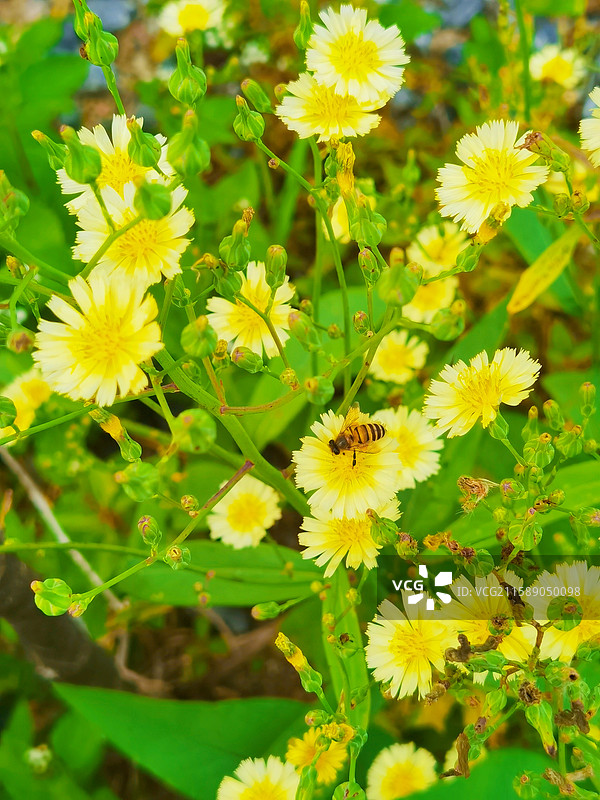 南岭国家森林公园的花草植物图片素材