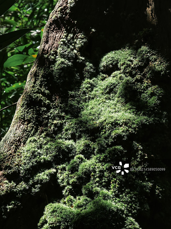 南岭国家森林公园的花草植物图片素材