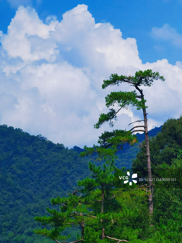 南岭国家森林公园的花草植物图片素材