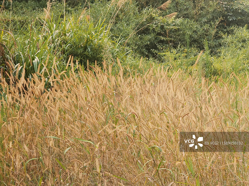 南岭国家森林公园的花草植物图片素材