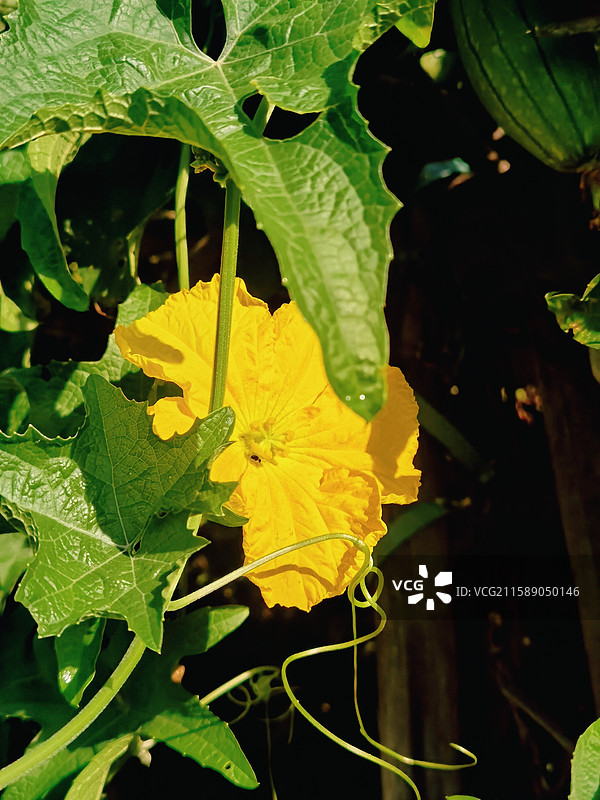 南岭国家森林公园的花草植物图片素材