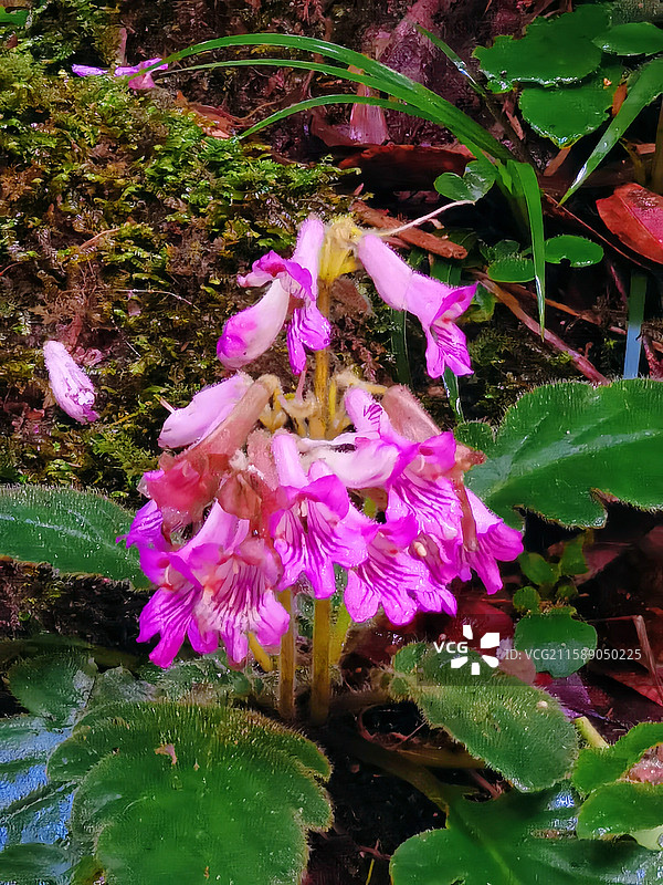 南岭国家森林公园的花草植物图片素材