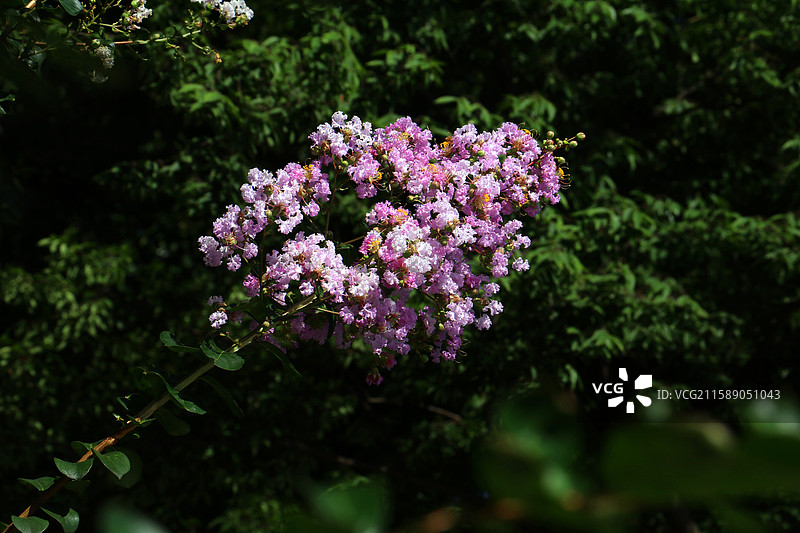 粉紫深绿叠光影图片素材