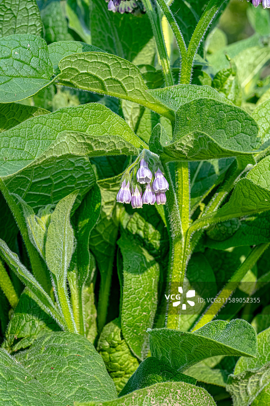 聚合草 鲜花盛开 花朵形似倒挂的铃铛  一种优质的畜禽饲料作物 人间四月天 上海浦东世纪公园植物图鉴图片素材