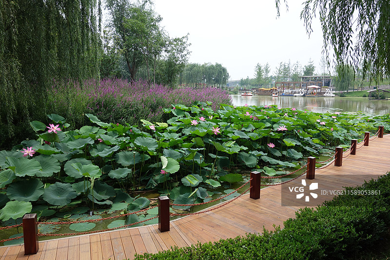 陕西省西安市浐灞湿地公园荷花图片素材