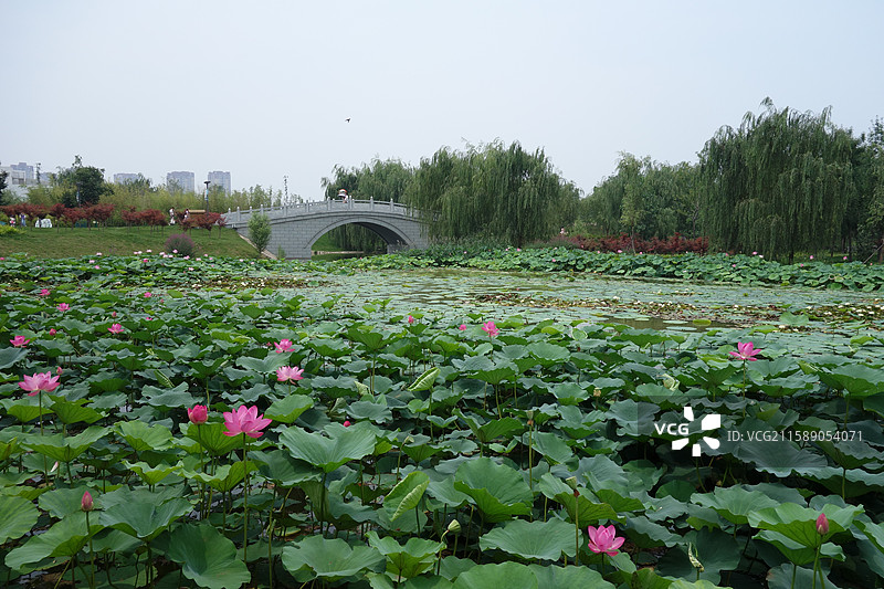 陕西省西安市浐灞湿地公园荷花图片素材