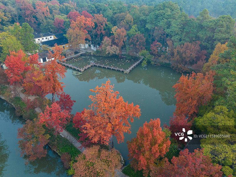苏州天平山秋色迷人，湖光倒映桥影，鸭游水面，斑斓树影，美景如画。图片素材