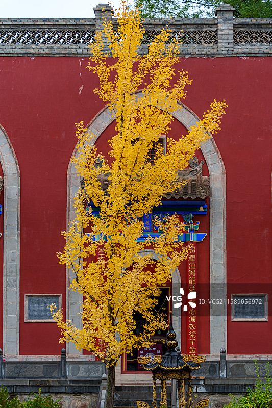 深秋时节，甘肃省庆阳市庆城县周祖陵景区内寺庙前的黄银杏图片素材