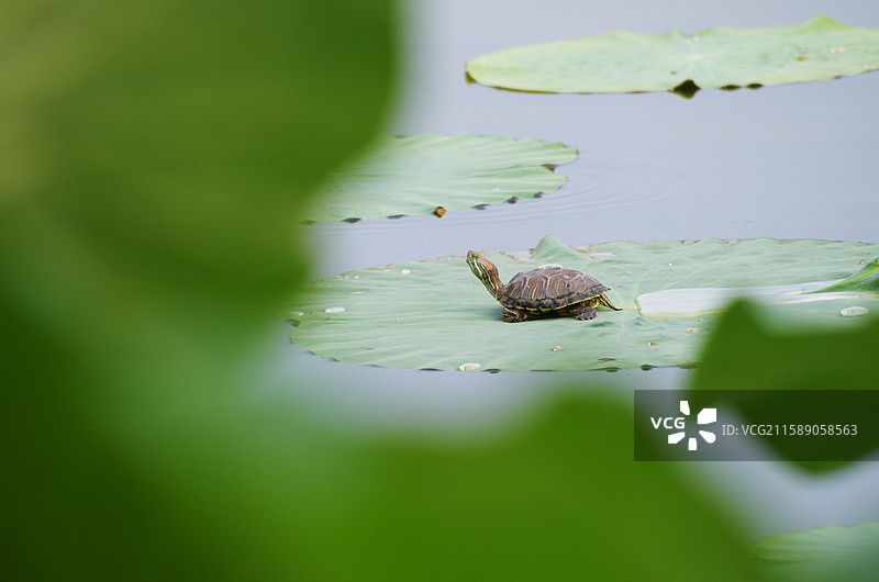 荷叶上的乌龟，巴西龟宠物野生，动物植物自然生态，夏季秋季户外图片素材