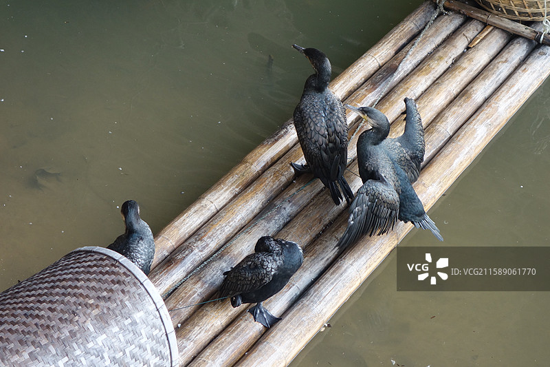 江西省鹰潭市龙虎山景区泸溪河：仙水岩飞云阁竹筏鸬鹚鱼鹰图片素材