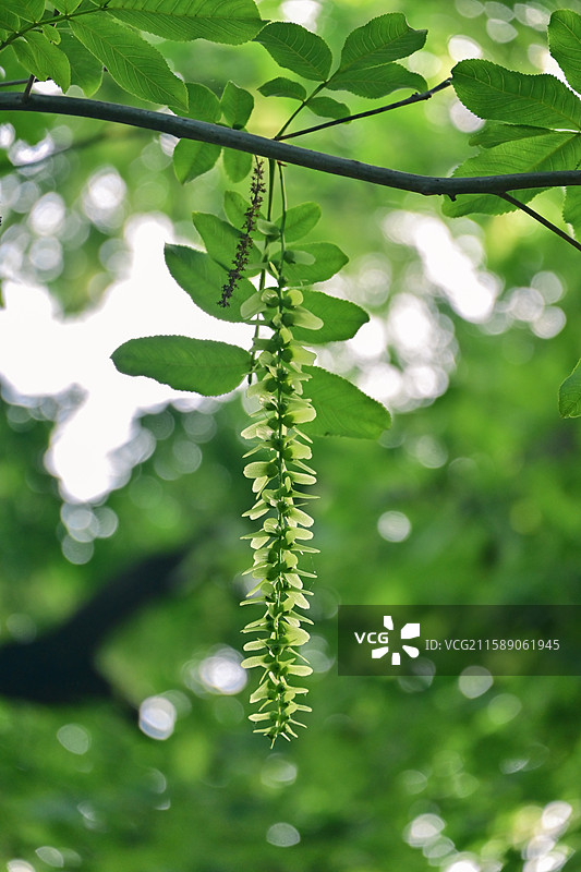 阳光下的枫杨图片素材