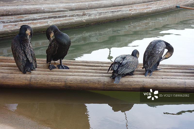 江西省鹰潭市龙虎山景区泸溪河：仙水岩飞云阁竹筏鸬鹚鱼鹰图片素材