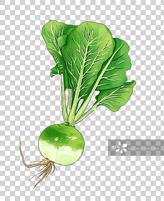 有叶子的红心水果萝卜插画免扣素材图片素材