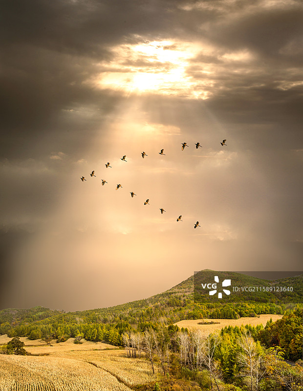 吉林省粮食主产区梅河口市玉米种植基地图片素材