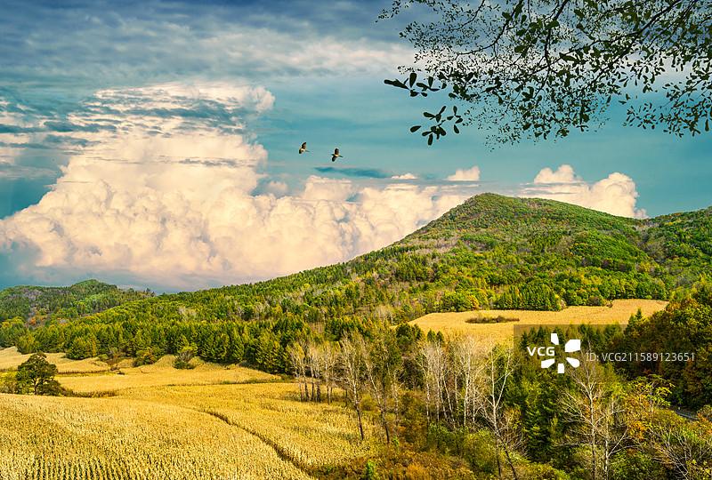吉林省粮食主产区梅河口市玉米种植基地图片素材