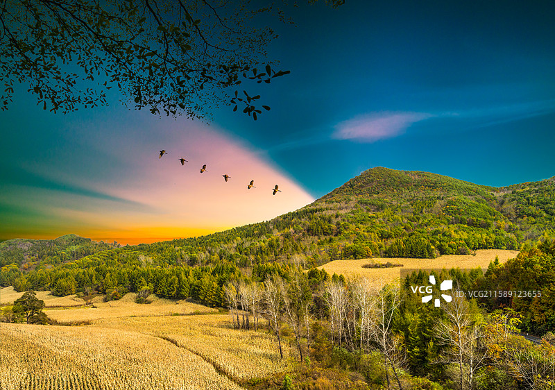 吉林省粮食主产区梅河口市玉米种植基地图片素材