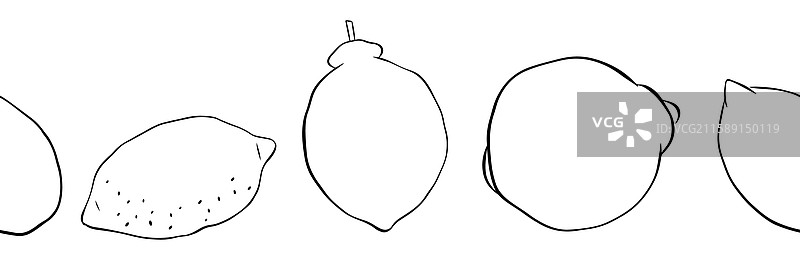 整齐排列的柠檬和柑橘类水果图片素材