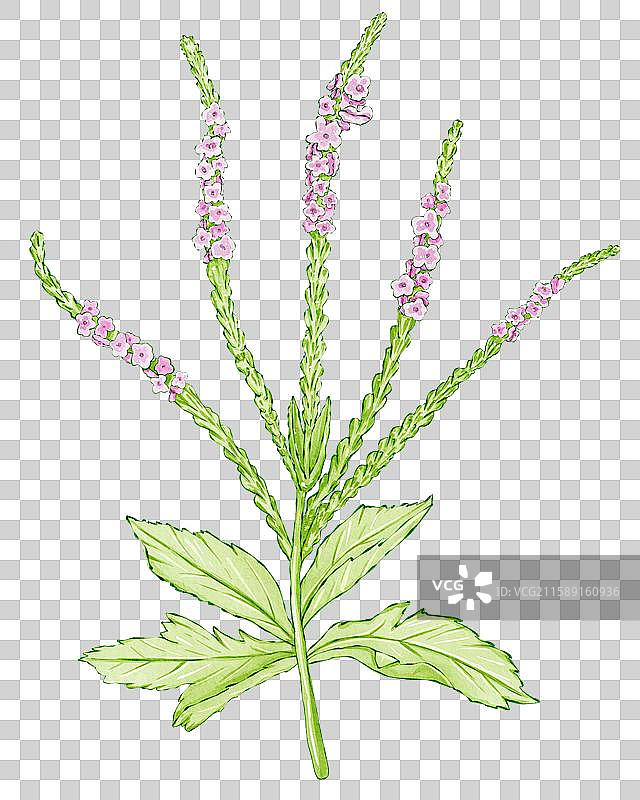 中药马鞭草插画图片素材