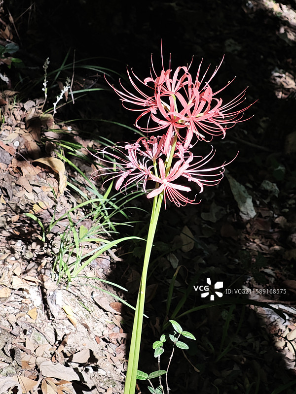 上方山森林公园图片素材