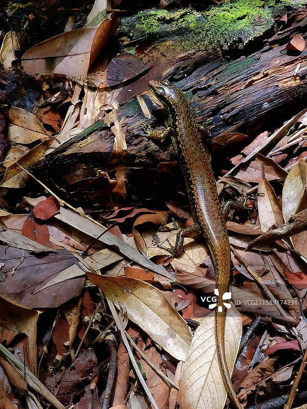 南岭森林深处的野生动物图片素材