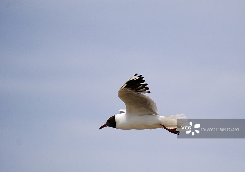 夏日新疆巴音郭楞和硕县博斯腾湖鸟类展翅飞翔的黑头海鸥特写图片素材