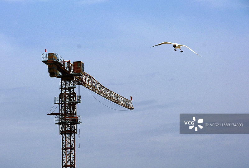 夏日新疆巴音郭楞和硕县博斯腾湖鸟类展翅飞翔的黑头海鸥特写图片素材