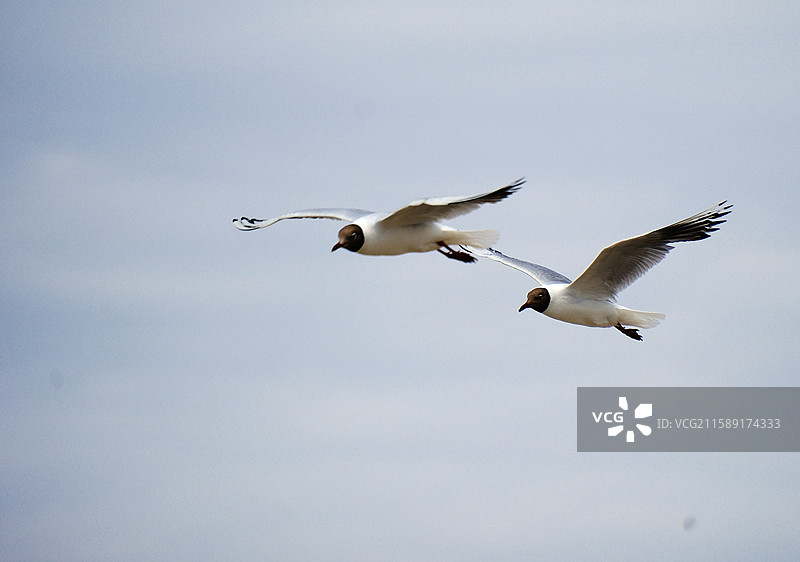 夏日新疆巴音郭楞和硕县博斯腾湖鸟类展翅飞翔的黑头海鸥特写图片素材