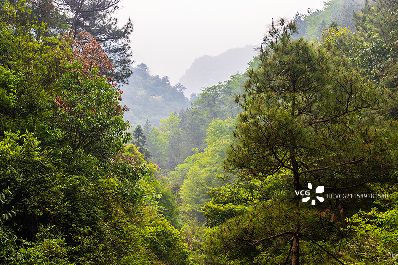 大奇山国家森林公园风光图片素材