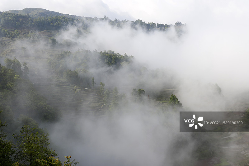 云南省红河州元阳县老鹰嘴梯田雾景图片素材