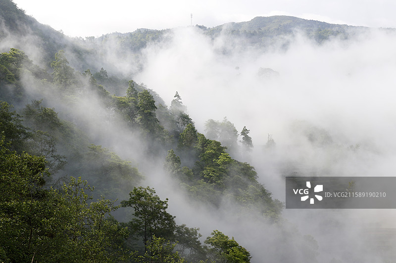 云南省红河州元阳县老鹰嘴梯田雾景图片素材