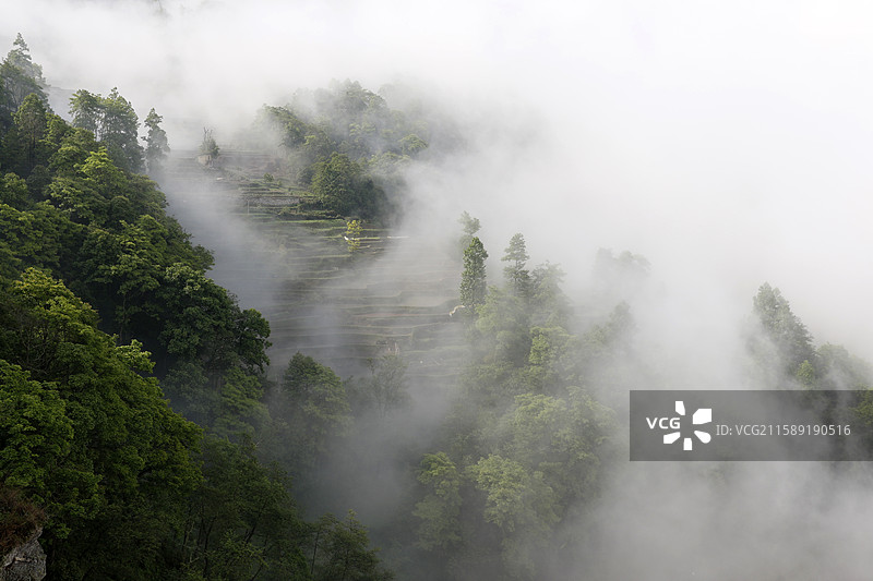 云南省红河州元阳县老鹰嘴梯田雾景图片素材