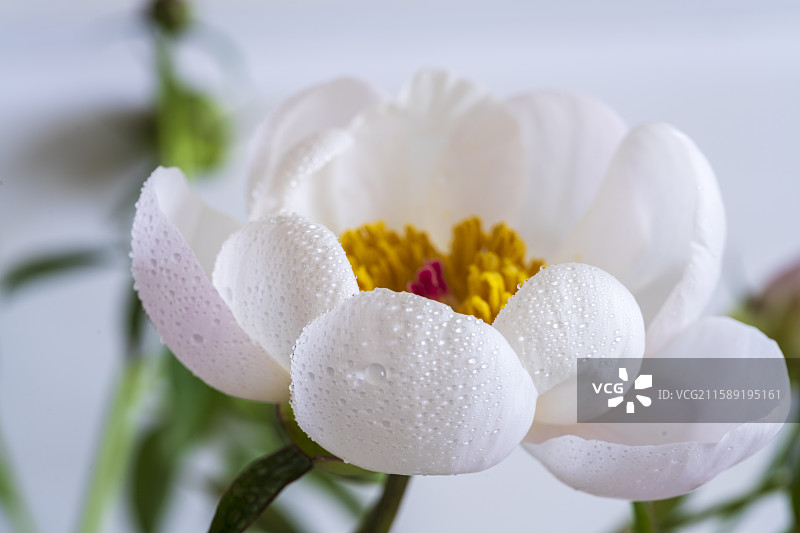 芍药微距之美图片素材