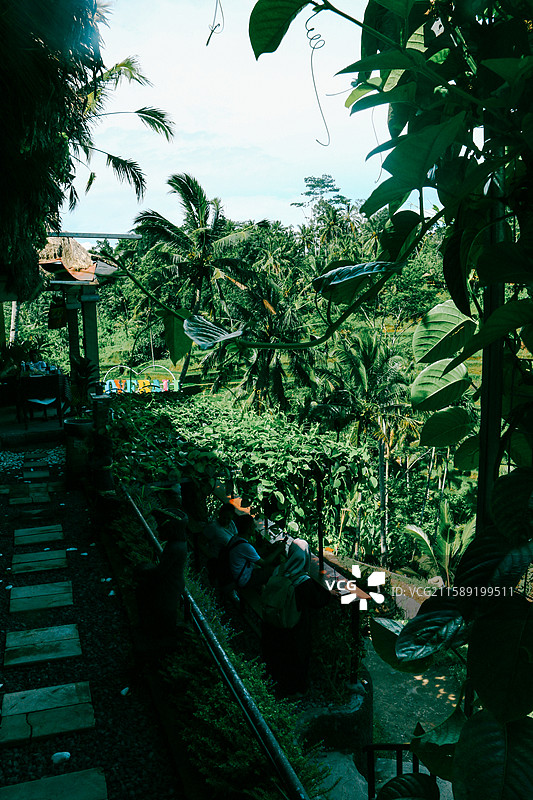 巴厘岛｜德格拉朗梯田图片素材