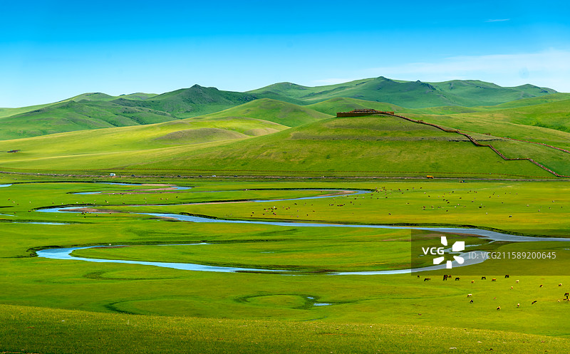 呼伦贝尔草原里草绿牛羊壮图片素材